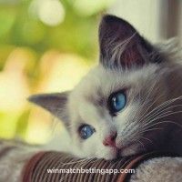 Avatar of Arjun Sharma